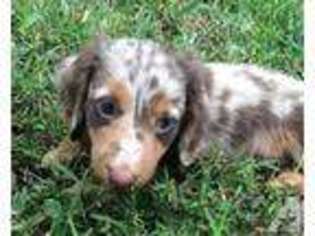 Dachshund Puppy for sale in SAINT LOUIS, MO, USA