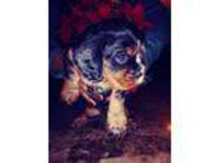 Cavalier King Charles Spaniel Puppy for sale in Roseville, MI, USA