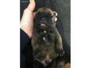 Bullmastiff Puppy for sale in Carrollton, GA, USA
