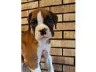 Boxer Puppy for sale in Otisville, MI, USA