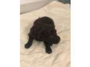 Labradoodle Puppy for sale in Whitesboro, TX, USA