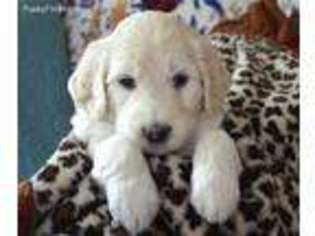 Goldendoodle Puppy for sale in Montesano, WA, USA