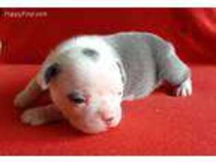 Boston Terrier Puppy for sale in Danville, IL, USA