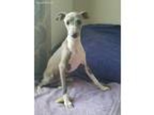 Italian Greyhound Puppy for sale in Collins, GA, USA