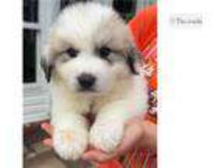 Great Pyrenees Puppy for sale in Nashville, TN, USA