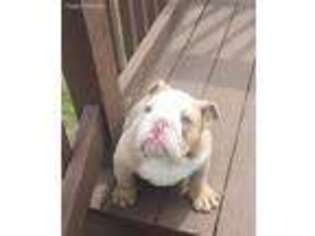 Bulldog Puppy for sale in Cheboygan, MI, USA