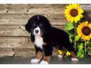 Bernese Mountain Dog Puppy for sale in Saint George, UT, USA