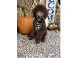 Goldendoodle Puppy for sale in Hickory Grove, SC, USA