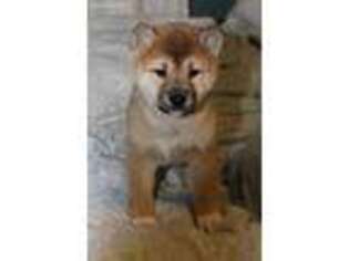 Shiba Inu Puppy for sale in Oxford, NJ, USA