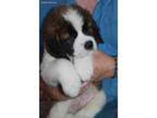 Saint Bernard Puppy for sale in Christiana, PA, USA