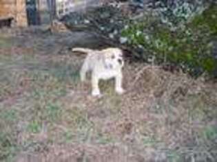Alapaha Blue Blood Bulldog Puppy for sale in Ironton, MO, USA