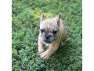 French Bulldog Puppy for sale in Holton, IN, USA