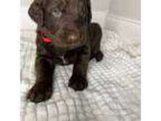 Labradoodle Puppy for sale in Denver, CO, USA