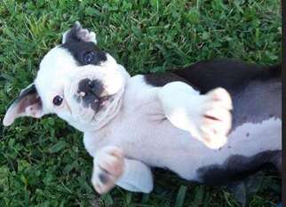 Boston Terrier Puppy for sale in Clute, TX, USA