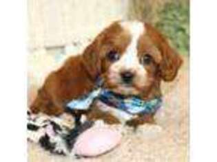 Cavapoo Puppy for sale in Ruston, LA, USA