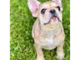 French Bulldog Puppy for sale in Mifflintown, PA, USA