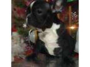 French Bulldog Puppy for sale in Williamsburg, OH, USA