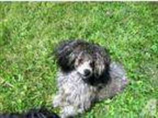 Mutt Puppy for sale in HILTON, NY, USA