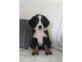 Bernese Mountain Dog Puppy for sale in Baltic, OH, USA