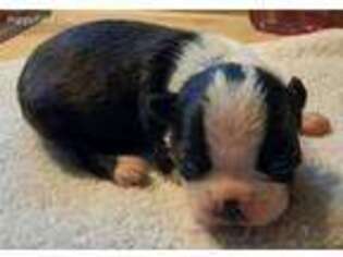 Boston Terrier Puppy for sale in Danville, IL, USA