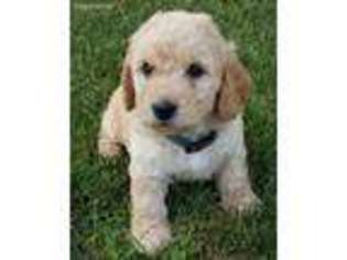 Labradoodle Puppy for sale in East Earl, PA, USA