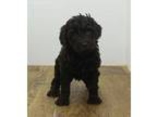 Labradoodle Puppy for sale in Morrilton, AR, USA
