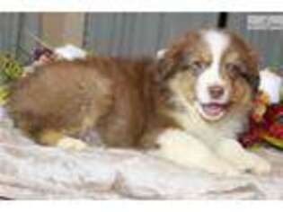 Australian Shepherd Puppy for sale in Fort Worth, TX, USA