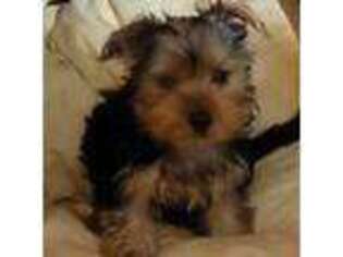 Yorkshire Terrier Puppy for sale in Merrimack, NH, USA