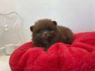 Pomeranian Puppy for sale in Sacramento, CA, USA