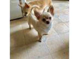 Chihuahua Puppy for sale in Auburn, WA, USA