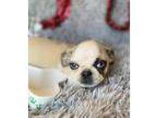 Pug Puppy for sale in South Gate, CA, USA