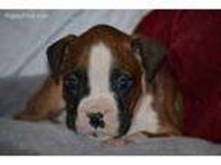 Boxer Puppy for sale in Kalona, IA, USA