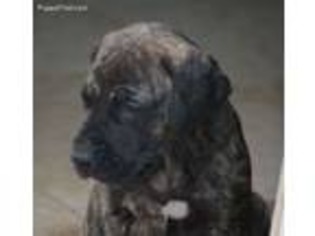 Great Dane Puppy for sale in Surprise, AZ, USA