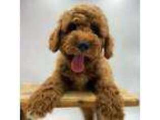 Goldendoodle Puppy for sale in Gallatin, TN, USA