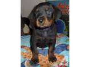 Rottweiler Puppy for sale in GAINESVILLE, FL, USA