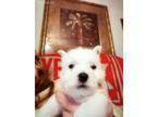 West Highland White Terrier Puppy for sale in Bryan, OH, USA