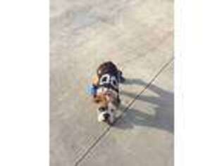 Bulldog Puppy for sale in Bad Axe, MI, USA