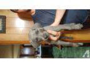 Weimaraner Puppy for sale in ELKTON, VA, USA