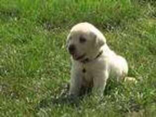 Labrador Retriever Puppy for sale in Grabill, IN, USA