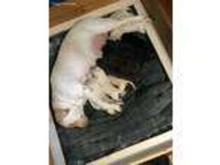 Labrador Retriever Puppy for sale in Newport News, VA, USA