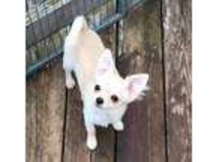 Chihuahua Puppy for sale in Lockport, NY, USA