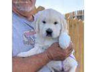 Golden Retriever Puppy for sale in Frazier Park, CA, USA
