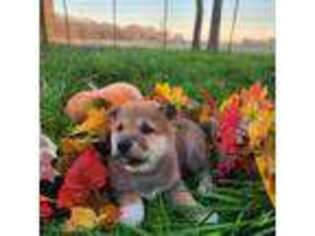 Shiba Inu Puppy for sale in Covington, TX, USA