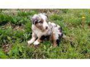 Australian Shepherd Puppy for sale in Shiloh, OH, USA