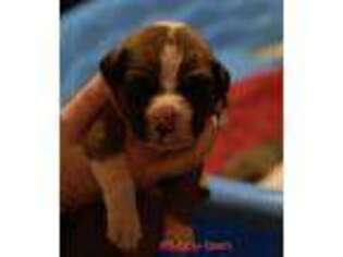 Boxer Puppy for sale in Lewistown, PA, USA