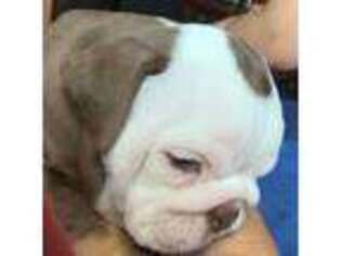Bulldog Puppy for sale in Las Vegas, NV, USA