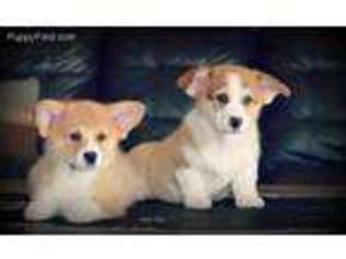 Pembroke Welsh Corgi Puppy for sale in Decatur, TX, USA