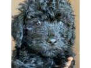 Puli Puppy for sale in New York, NY, USA