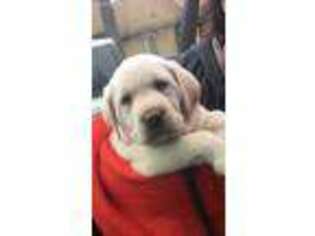 Labrador Retriever Puppy for sale in Byron Center, MI, USA