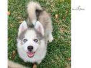 Siberian Husky Puppy for sale in Fort Lauderdale, FL, USA